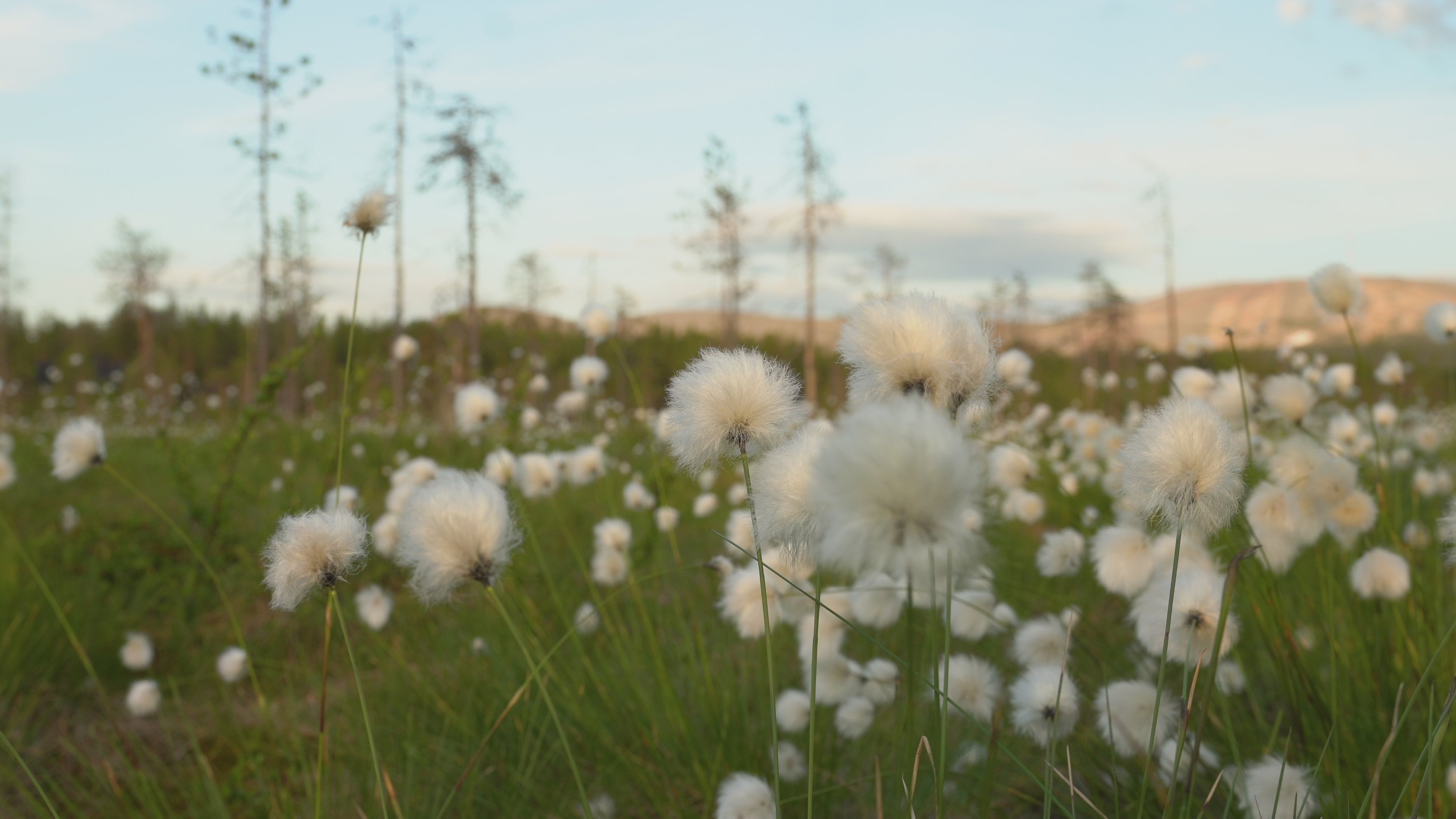 champ de coton sauvage paysage naturel inspiration mode durable