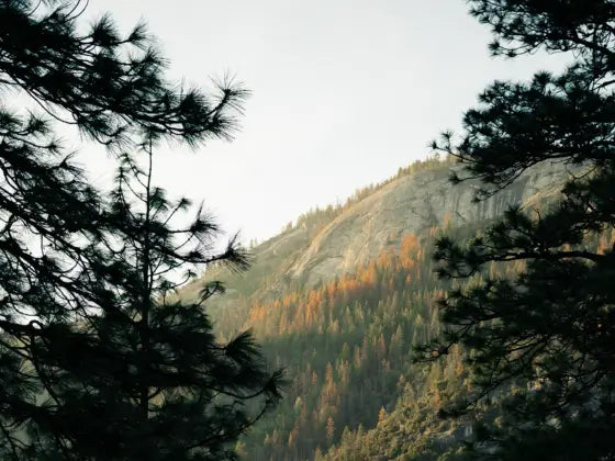 Flanc de montagne avec forêt aux couleurs d’automne, encadré par des pins au premier plan