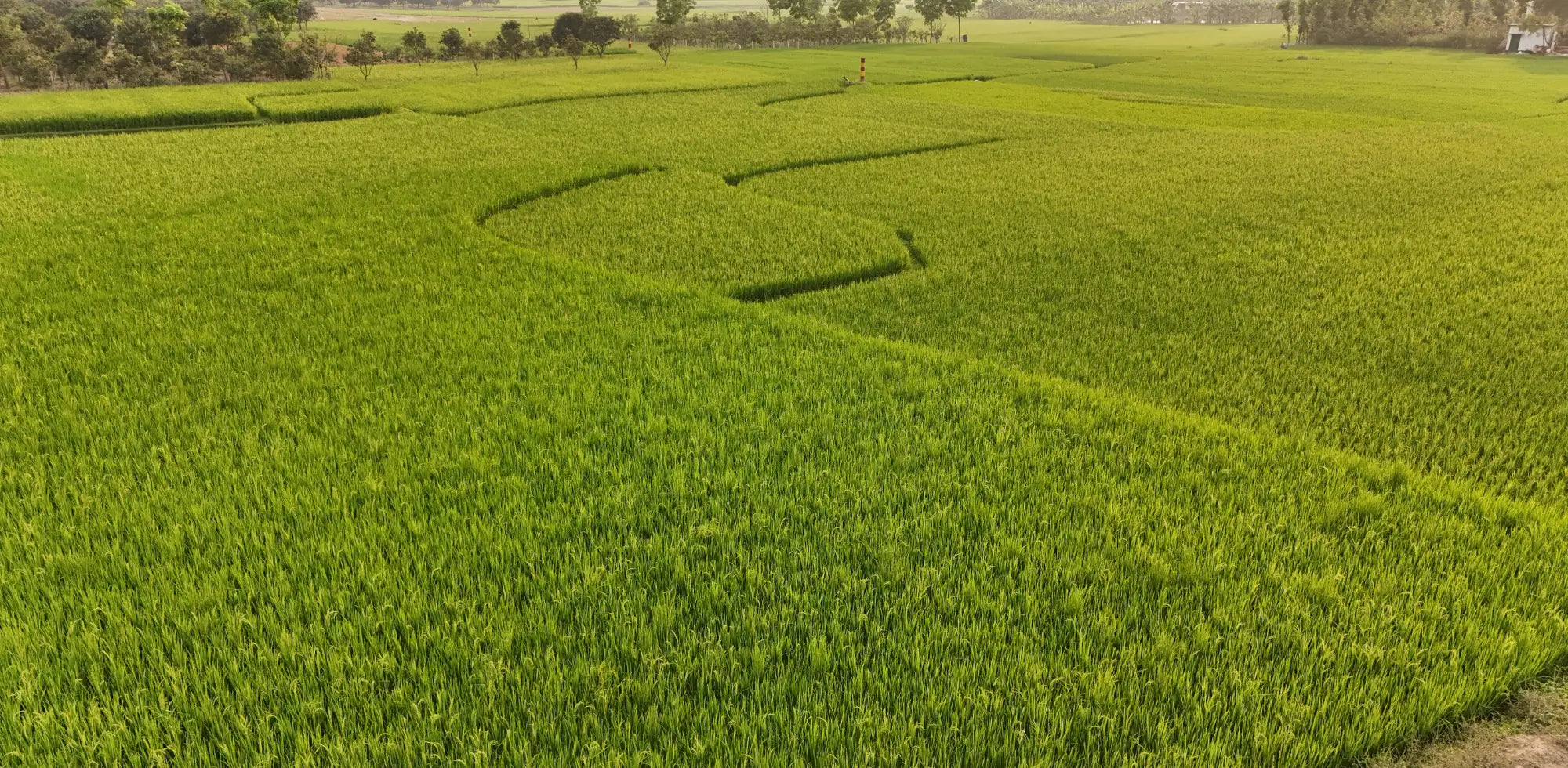 Vue aérienne d’un champ verdoyant au lever du soleil, entouré d’arbres à l’horizon