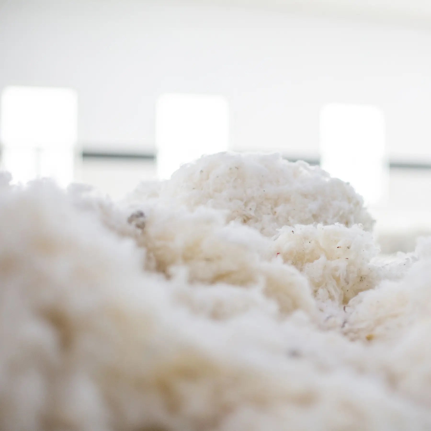 Flocons de coton recyclé blanc prêts à être transformés en fibres textiles